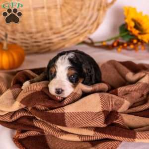 Goldie, Bernedoodle Puppy